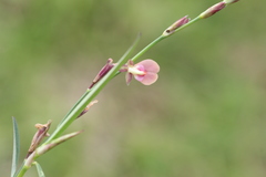 Alysicarpus bupleurifolius